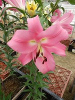 [4190 Pink Palace VWS No02.JPG]